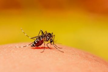 Cruzaltense realiza mutirão contra a dengue